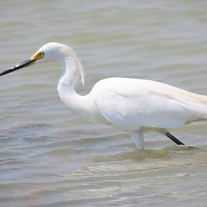 Snowy Egret (Egretta thula)