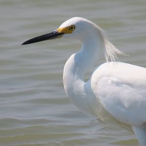 Snowy Egret (Egretta thula)