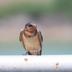 Barn Swallow (Hirundo rustica)