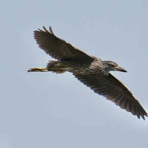 Yellow-crowned Night Heron (Nyctanassa violacea)