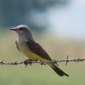 Western Kingbird (Tyrannus verticalis)