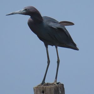 Little Blue Heron (Egretta caerulea)