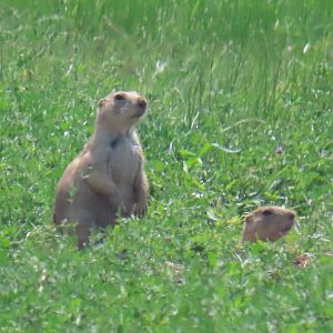 Black-tailed Prairie Dog (Cynomys ludovicianus)