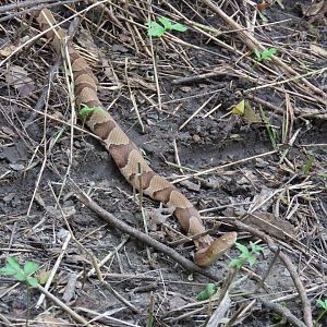 Eastern Copperhead (Agkistrodon contortrix)