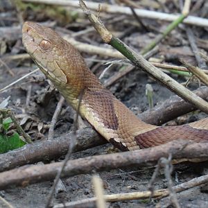 Eastern Copperhead (Agkistrodon contortrix)
