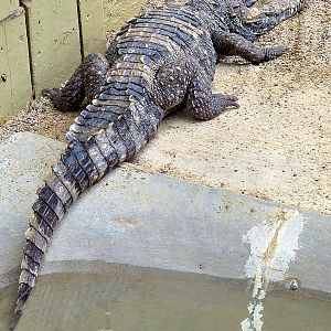 Smooth-Fronted Caiman - Reptile Gardens