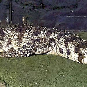Siamese Crocodile-July 2025