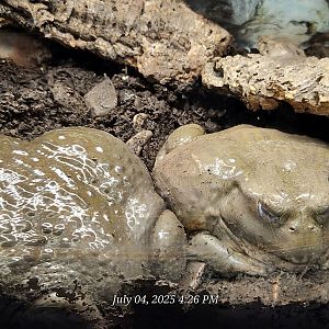 African Bullfrog - Reptile Gardens
