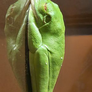 Red-Eyed Tree Frog - Reptile Gardens