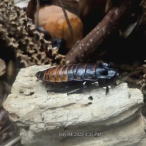 Madagascar Hissing Cockroach-Reptile Gardens