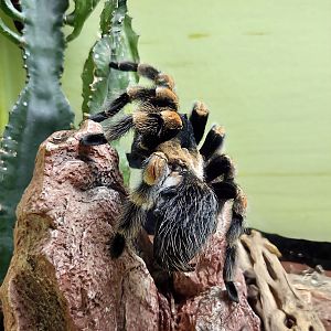 Mexican Red-Knee Tarantula - Reptile Gardens