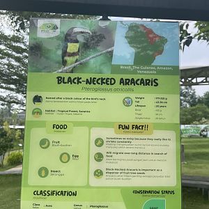 bird show - black-necked aracari signage - aviary park