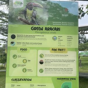 bird show - green aracari signage - aviary park