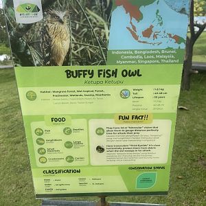 bird show - buffy fish owl signage - aviary park
