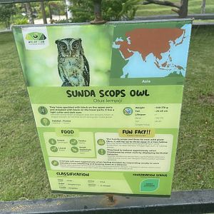 bird show - sunda scops owl signage - aviary park