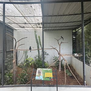 hornbill kingdom - oriental pied hornbill aviary - aviary park