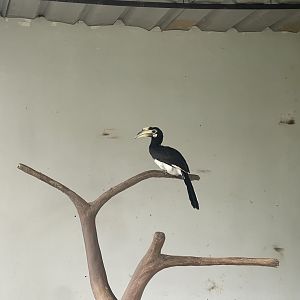 hornbill kingdom - oriental-pied hornbill () (1) - aviary park