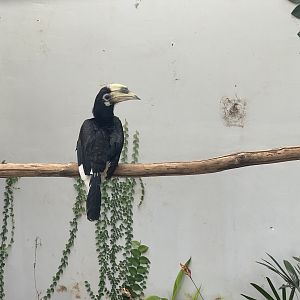 hornbill kingdom - oriental pied hornbill (anthracoceros albirostris) (2) - aviary park