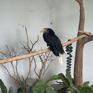 hornbill kingdom - wreathed hornbill (rhyticeros undulatus) - aviary park