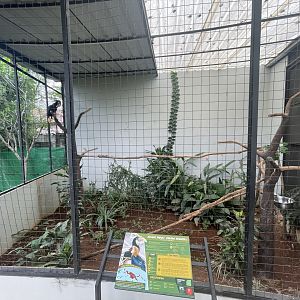 hornbill kingdom - papuan & knobbed hornbill aviary - aviary park