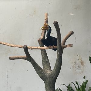 hornbill kingdom - knobbed hornbill (rhyticeros cassidix) - aviary park