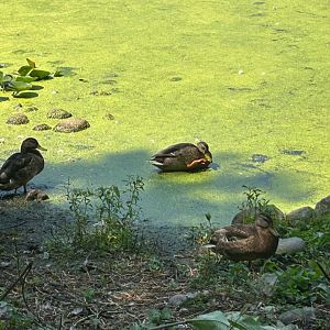 Wild American Black Ducks (Kellogg Bird Sanctuary, Augusta, MI, 8/7/25)