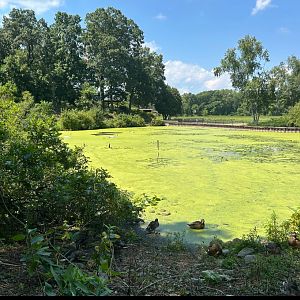 Wild American Black Ducks and Trumpeter Swans (Kellogg Bird Sanctuary, Augusta, MI, 8/7/25)