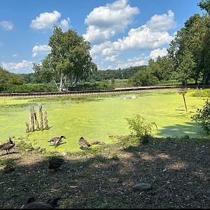 Wild/Resident Canada Geese, Wild/Resident Trumpeter Swans, and Wild American Black Ducks (Kellogg Bird Sanctuary, Augusta, MI, 8/7/25)