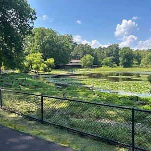 Wild/Resident Mixes of Canada Geese, Trumpeter Swans, and Mute Swans (Kellogg Bird Sanctuary, Augusta, MI, 8/7/25)