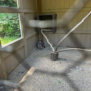Clickie the Great Horned Owl (Kellogg Bird Sanctuary, Augusta, MI, 8/7/25)