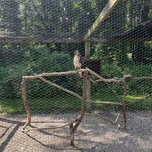 Red-Tailed Hawk (Kellogg Bird Sanctuary, Augusta, MI, 8/7/25)