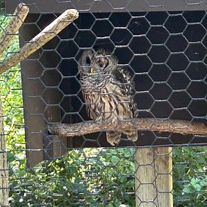 Barred Owl (Kellogg Bird Sanctuary, Augusta, MI, 8/7/25)