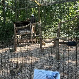 Bald Eagle (Kellogg Bird Sanctuary, Augusta, MI, 8/7/25)