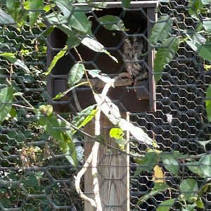 Eastern Screech Owl (Kellogg Bird Sanctuary, Augusta, MI, 8/7/25)