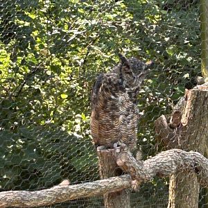 Great Horned Owl (Kellogg Bird Sanctuary, Augusta, MI, 8/7/25)