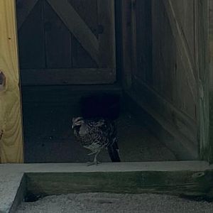 Elliot's Pheasant (Kellogg Bird Sanctuary, Augusta, MI, 8/7/25)