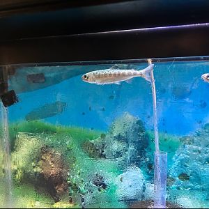 Chinook Salmon (Wolf Lake State Fish Hatchery, Mattawan, MI, 8/7/25)