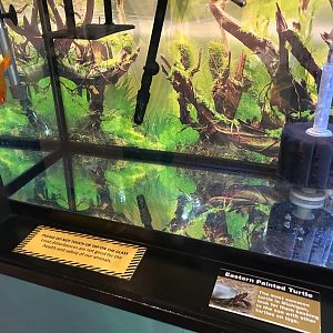 Tank for Painted Turtle/Goldfish (Wolf Lake State Fish Hatchery, Mattawan, MI, 8/7/25)