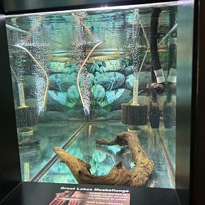 Muskellunge (Wolf Lake State Fish Hatchery, Mattawan, MI, 8/7/25)