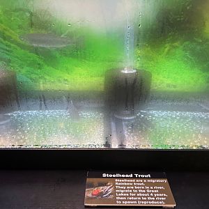 Steelhead Trout (Wolf Lake State Fish Hatchery, Mattawan, MI, 8/7/25)