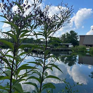 Show Pond (Wolf Lake State Fish Hatchery, Mattawan, MI, 8/7/25)