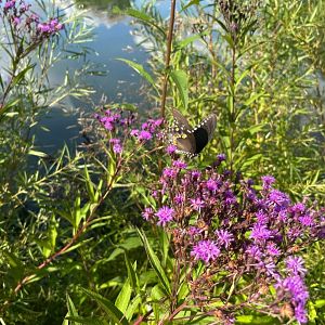 Wild Spicebush Swallowtail (Wolf Lake State Fish Hatchery, Mattawan, MI, 8/7/25)