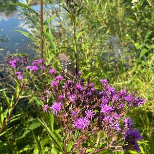 Wild Spicebush Swallowtail (Wolf Lake State Fish Hatchery, Mattawan, MI, 8/7/25)