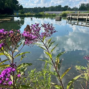 Wild Great Spangled Fritillary and Spicebush Swallowtail (Wolf Lake State Fish Hatchery, Mattawan, MI, 8/7/25)