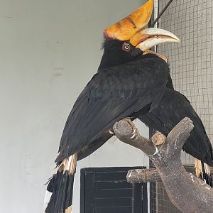horbill kingdom - rhinoceros hornbill (buceros rhinoceros) (1) - aviary park