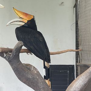 hornbill kingdom - rhinoceros horbill (buceros rhinoceros) (2) - aviary park