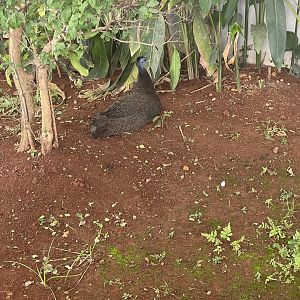 hornbill kingdom - great argus (argusianus argus) - aviary park