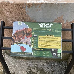 green iguana (red morph) signage - aviary park