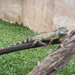 green iguana (iguana iguana) - aviary park