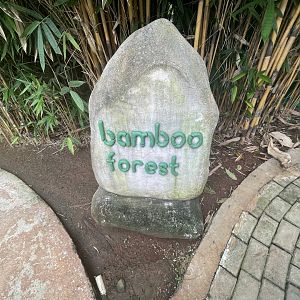 bamboo forest signage - aviary park